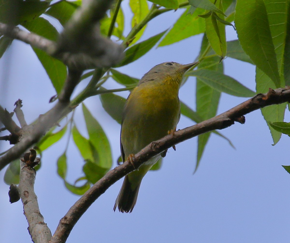 Nashville Warbler - ML618206325