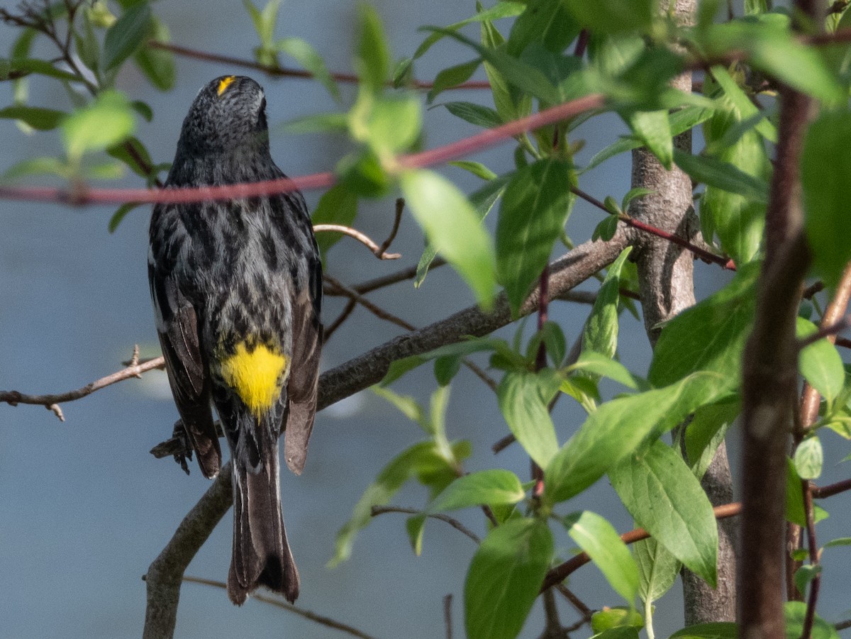 Yellow-rumped Warbler - Ann Larson