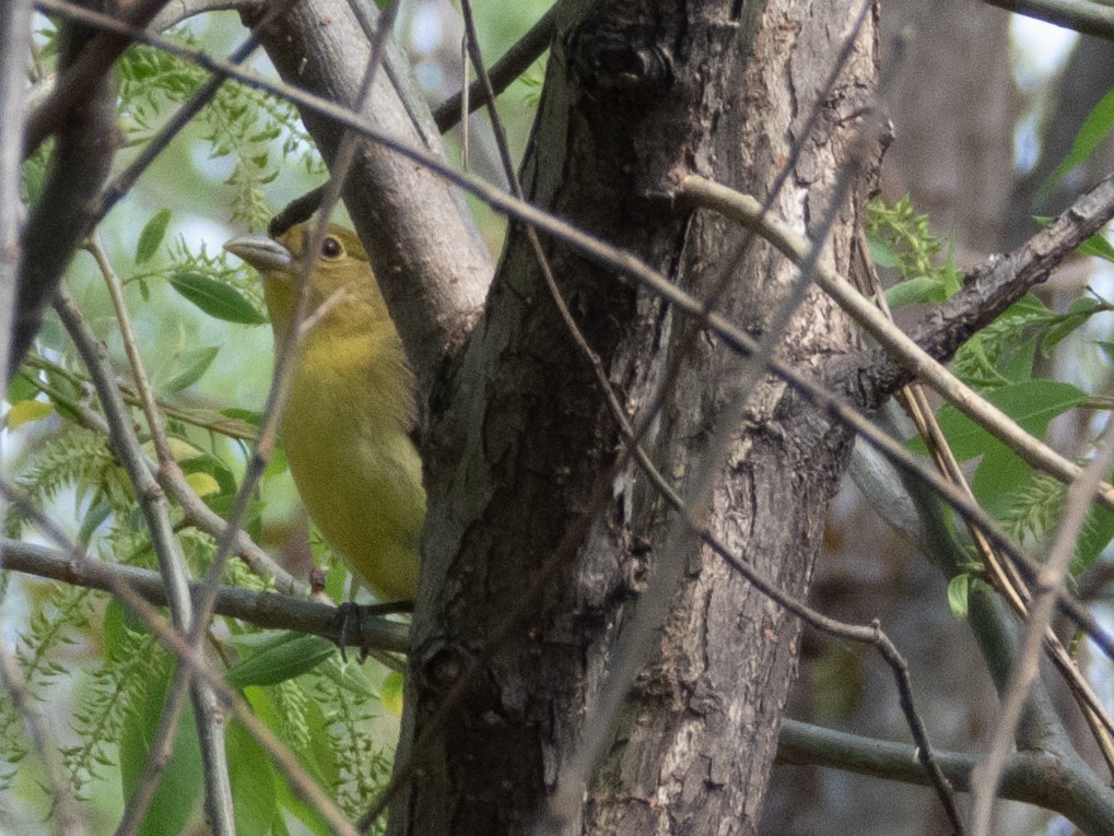 Summer Tanager - ML618206332