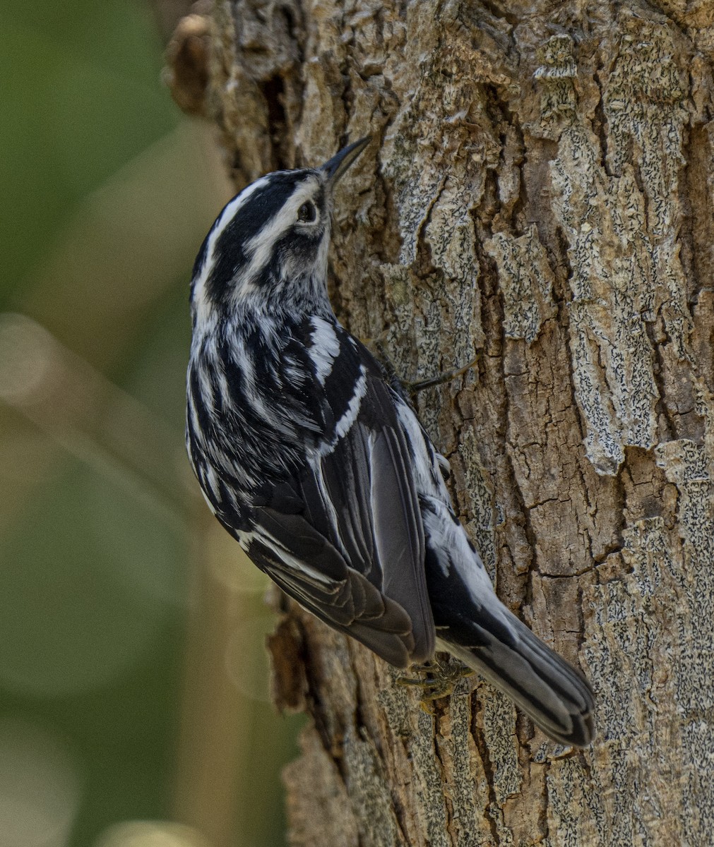 Black-and-white Warbler - Janet Loveland