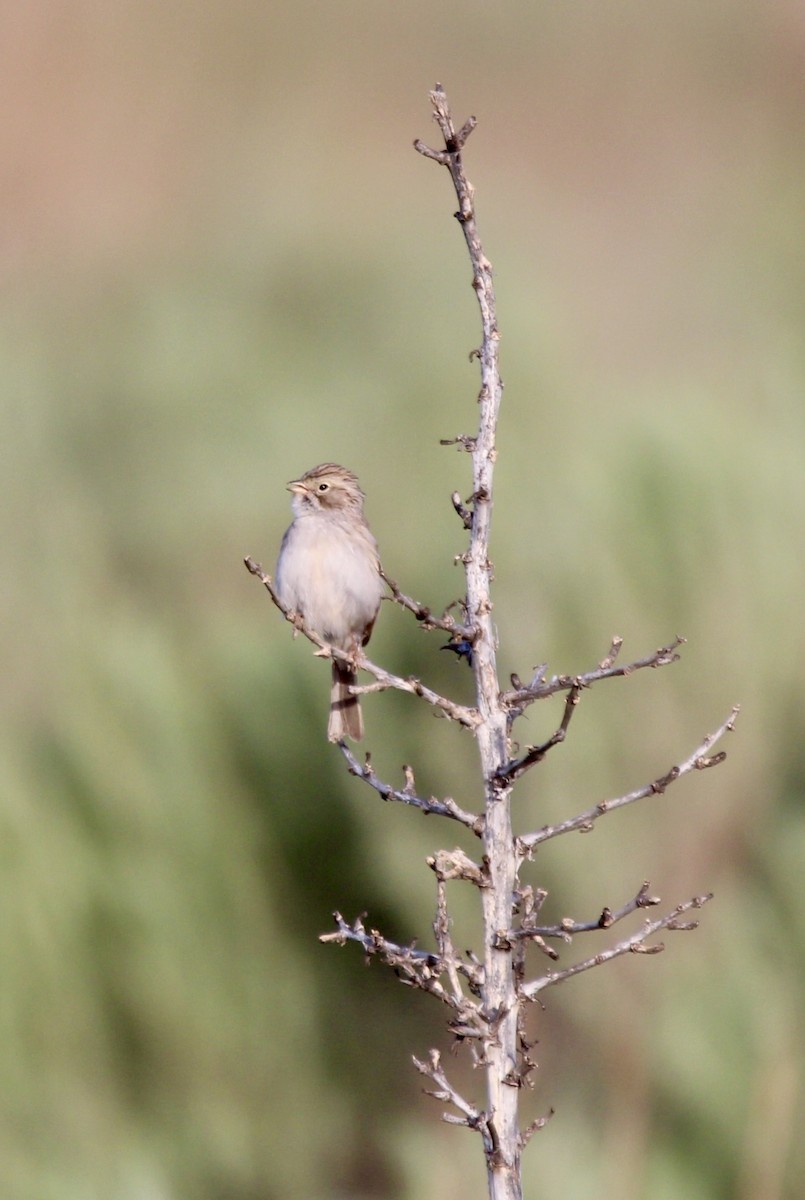 Brewer's Sparrow - Keith Breen