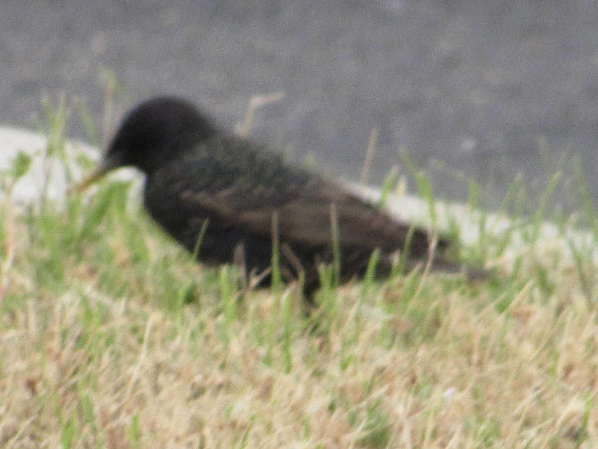 European Starling - Shawn Johnson