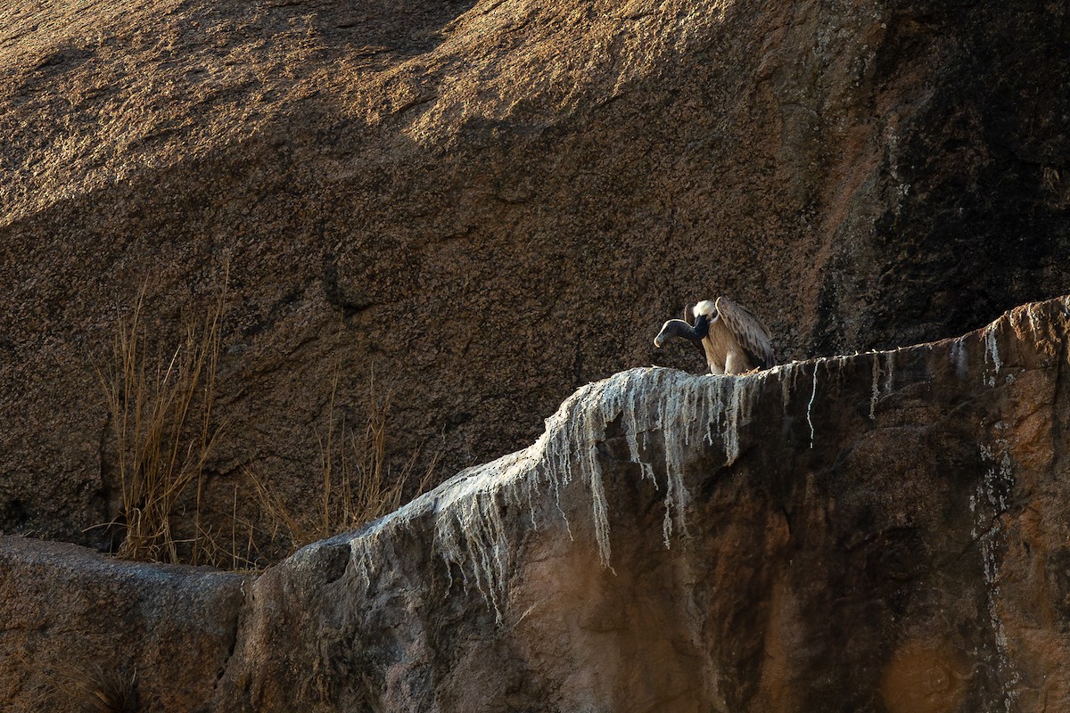 Indian Vulture - Honza Grünwald