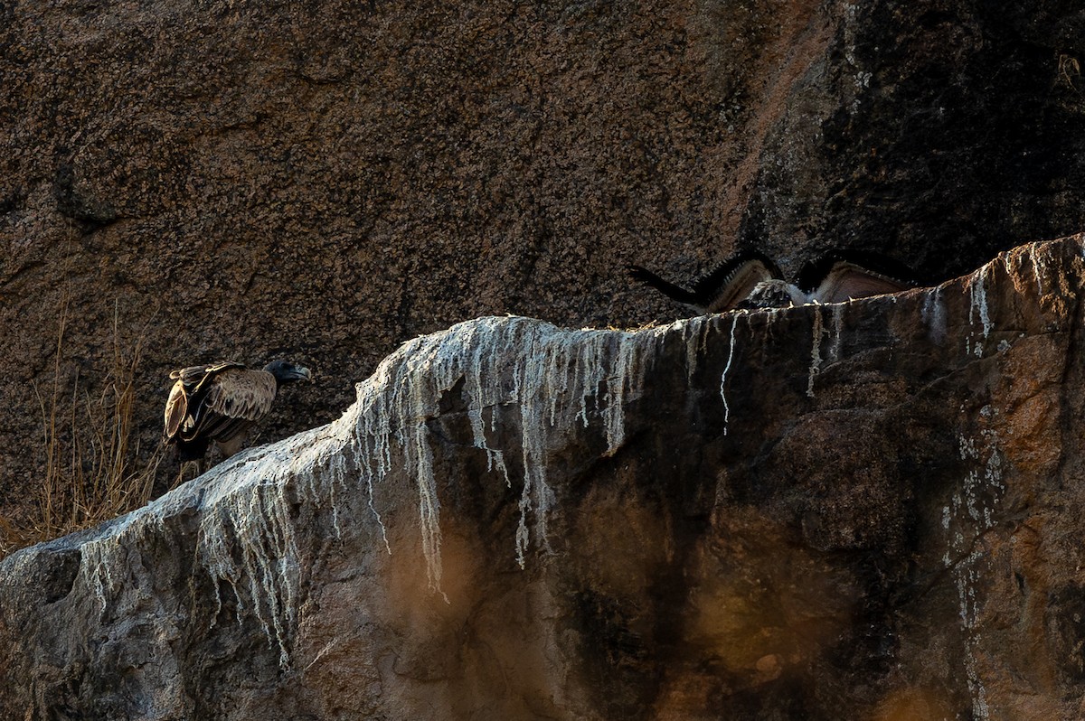 Indian Vulture - Honza Grünwald