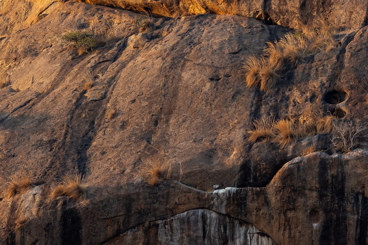 Indian Vulture - Honza Grünwald