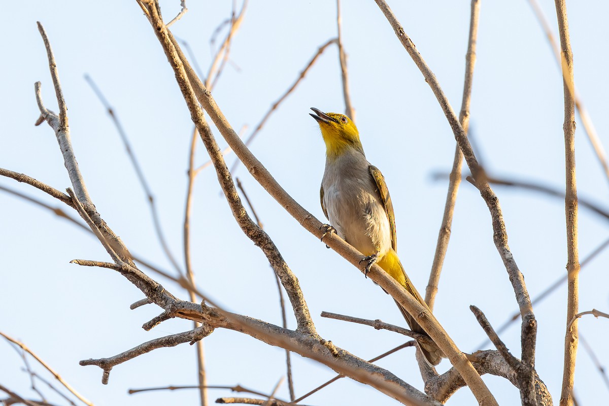 Yellow-throated Bulbul - ML618206423