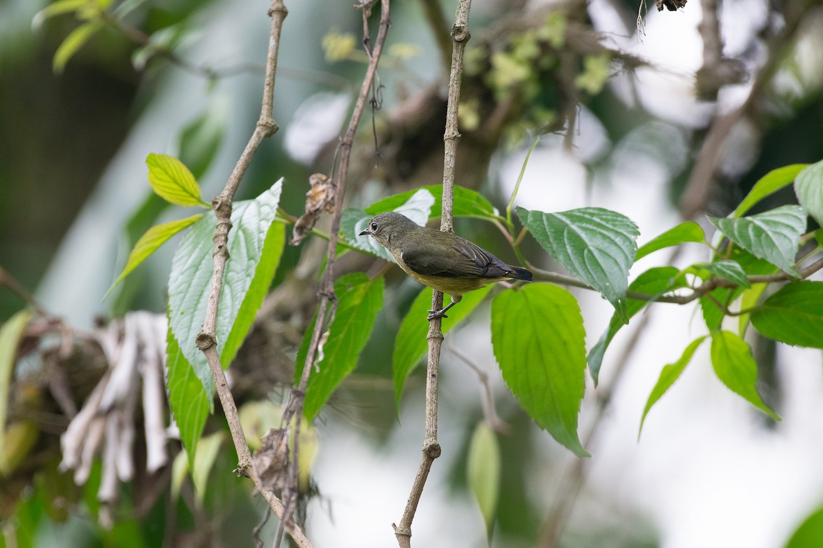 Plain Flowerpecker - Devesh Pradhan