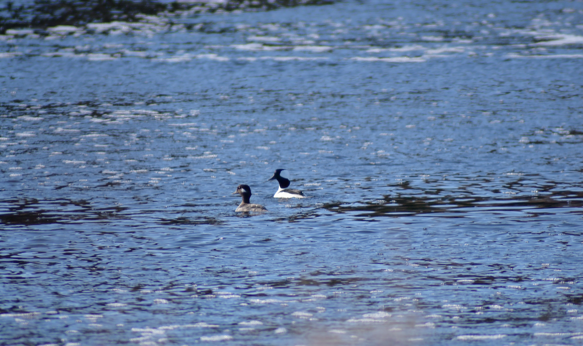 Bufflehead - Guillaume Perron