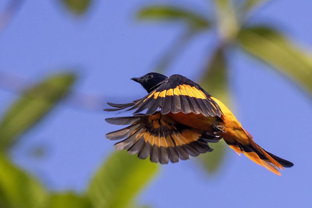 Orange Minivet - Niall D Perrins