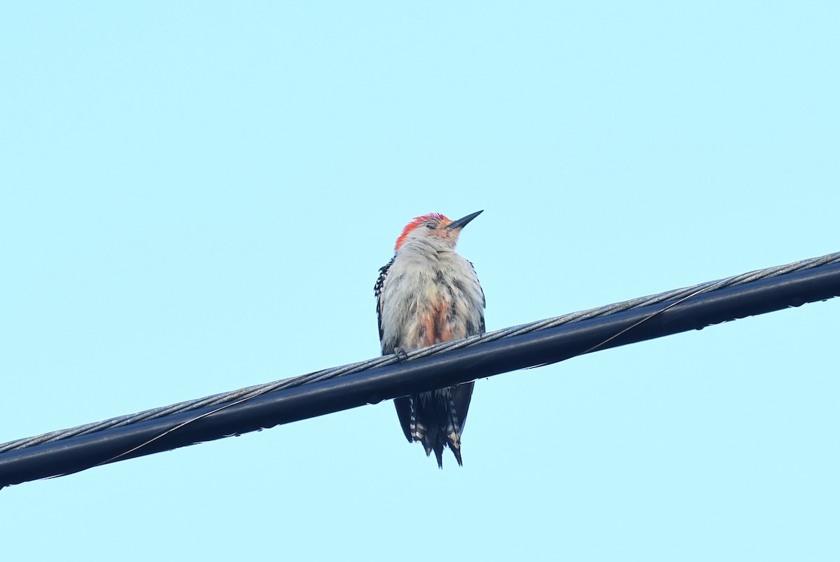 Red-bellied Woodpecker - John Wolaver