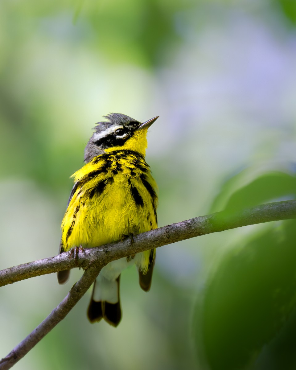 Magnolia Warbler - Will Carlson