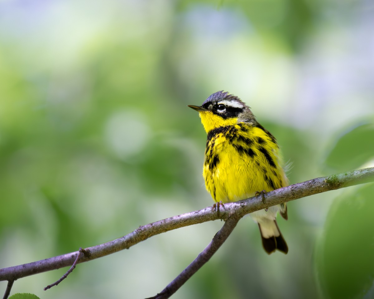 Magnolia Warbler - Will Carlson