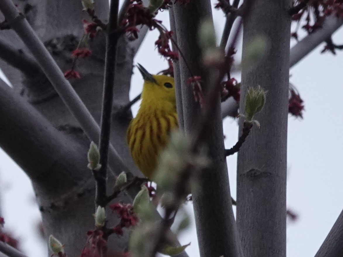 Yellow Warbler - Mike Blancher