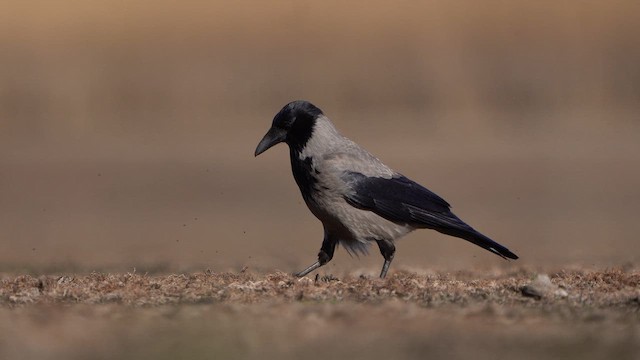 Hooded Crow - ML618206539