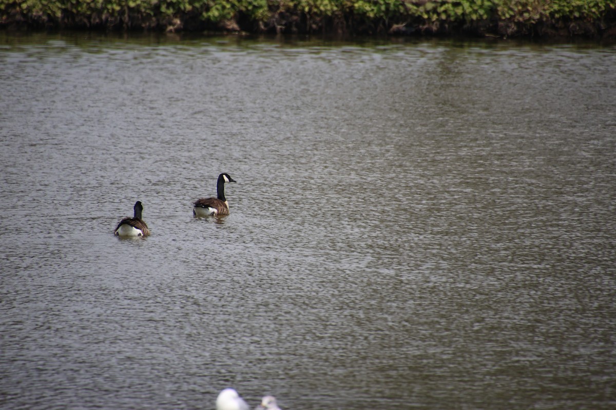 Canada Goose - Sharon Hirsch