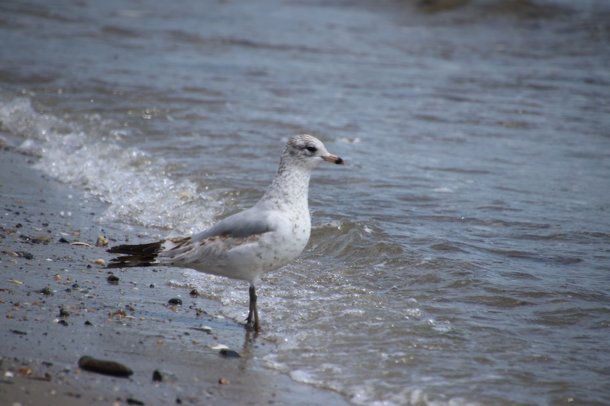 Ring-billed Gull - ML618206555