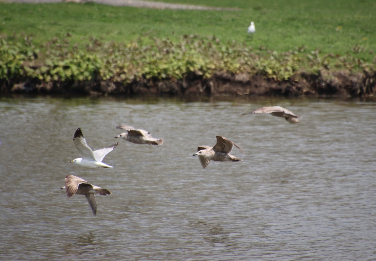 Ring-billed Gull - ML618206563