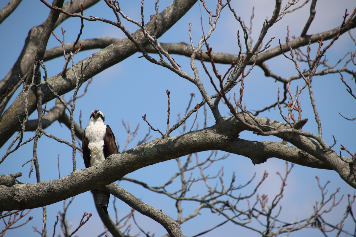 Osprey - ML618206568