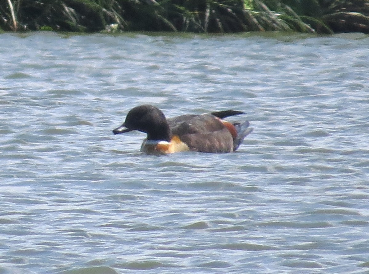 Australian Shelduck - Mike & Angela Stahl