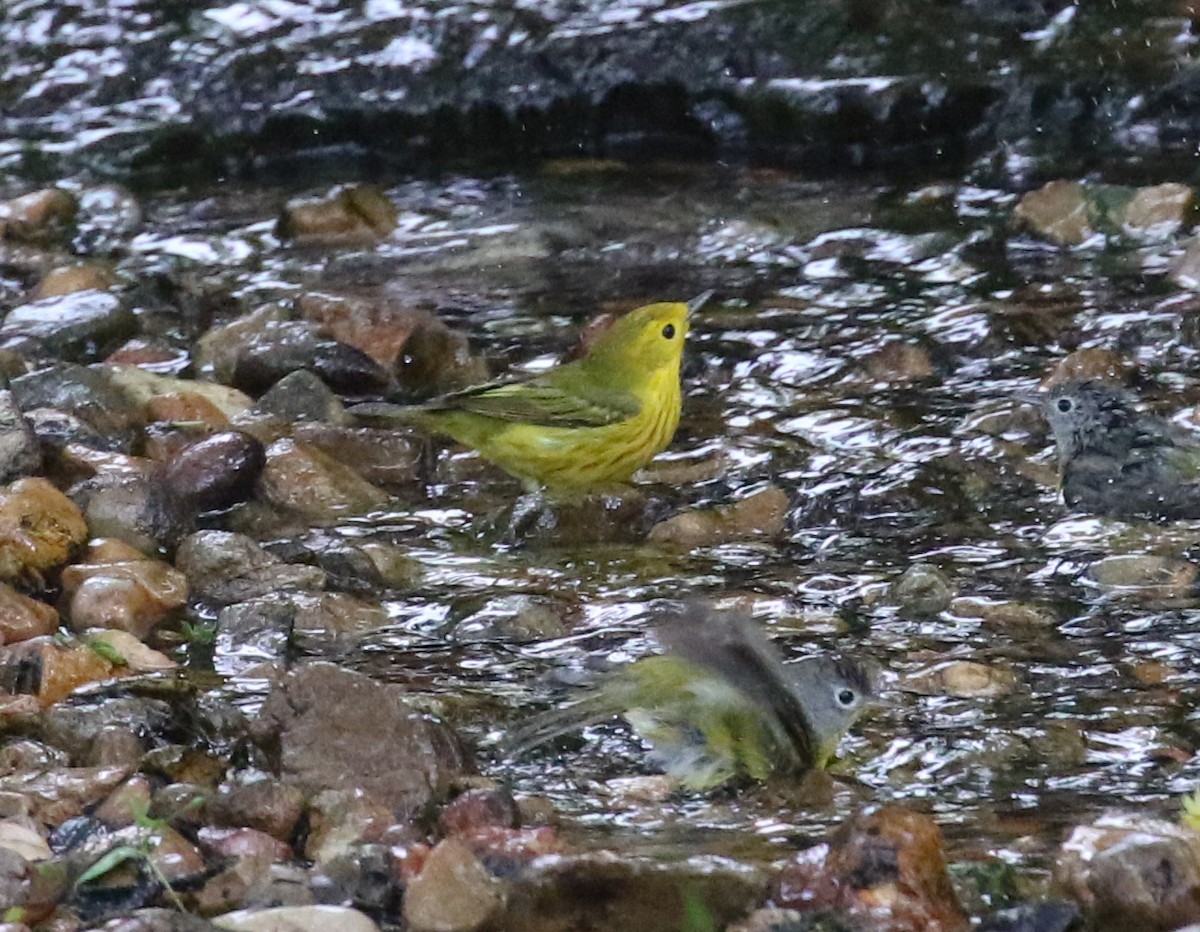 Yellow Warbler - Mark Wilson