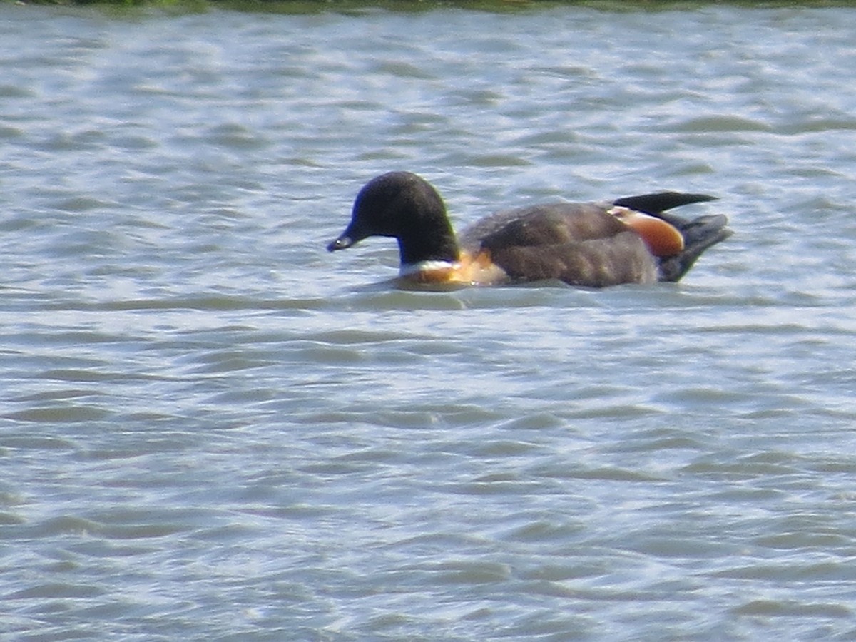 Australian Shelduck - Mike & Angela Stahl