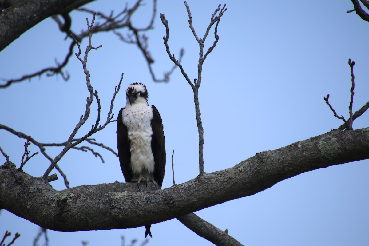 Osprey - ML618206586