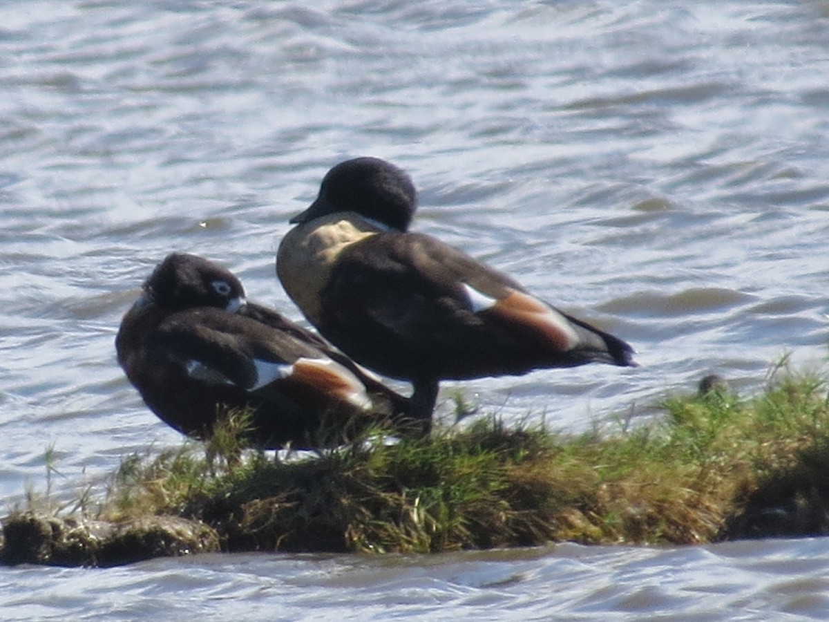 Australian Shelduck - Mike & Angela Stahl