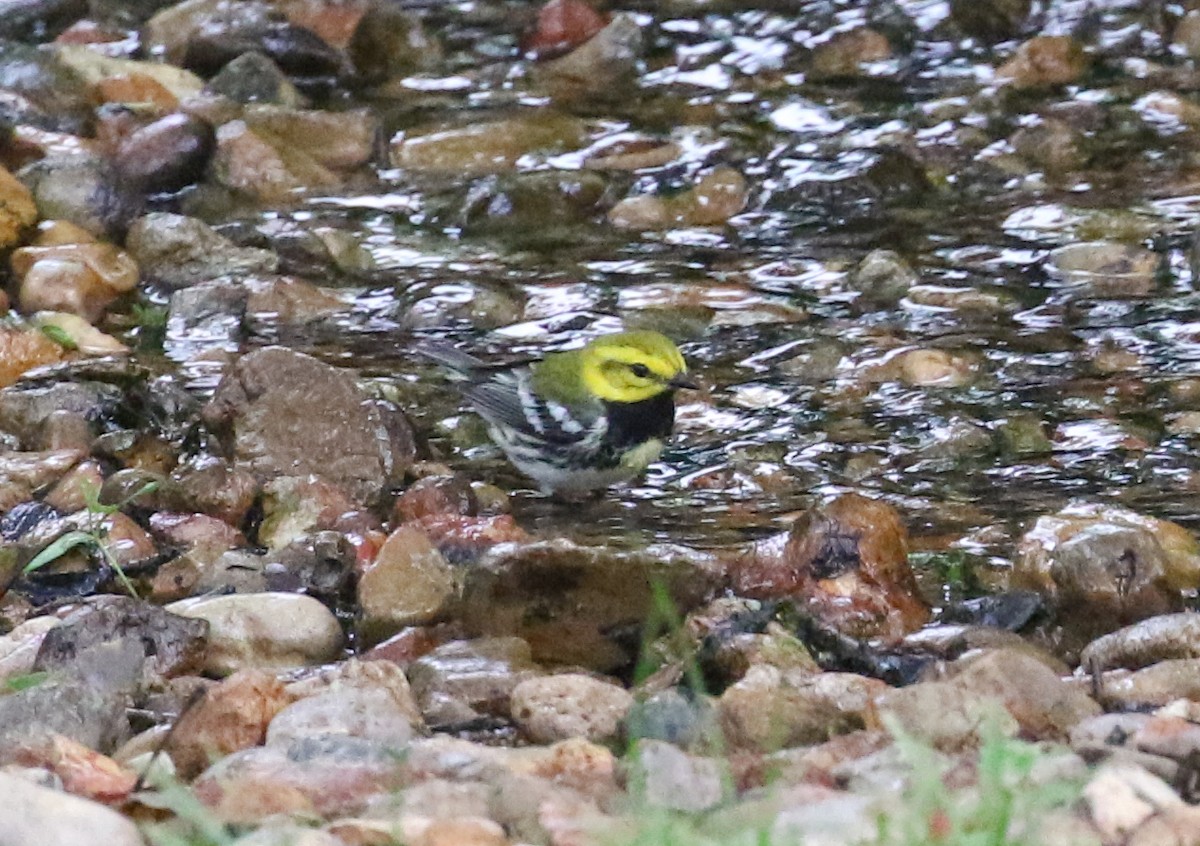 Black-throated Green Warbler - Mark Wilson