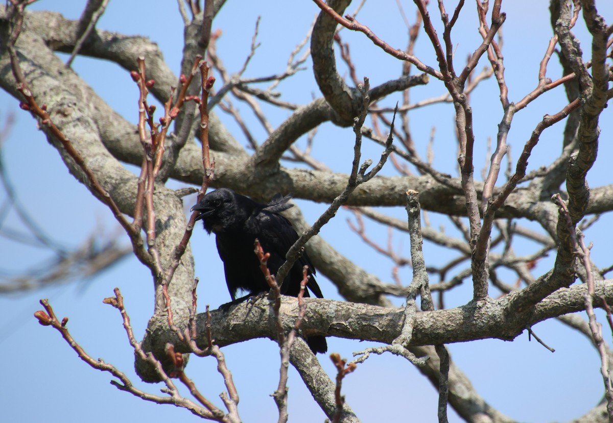 Fish Crow - Sharon Hirsch