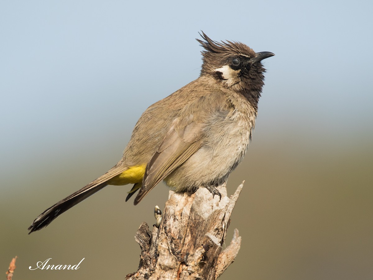 Bulbul Cariblanco - ML618206606