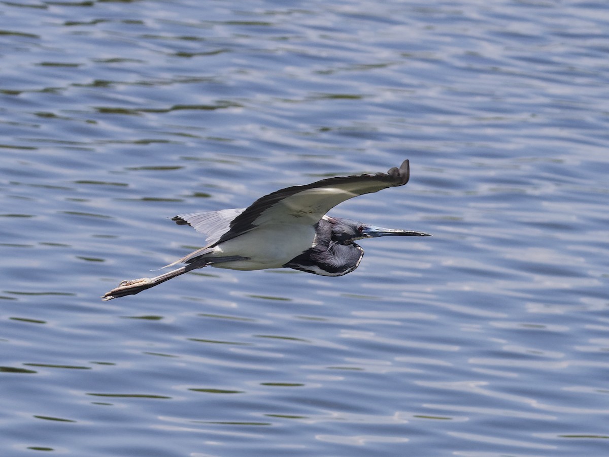 Tricolored Heron - Angus Wilson