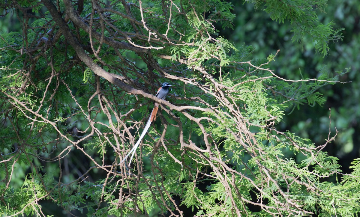 African Paradise-Flycatcher - simon walkley