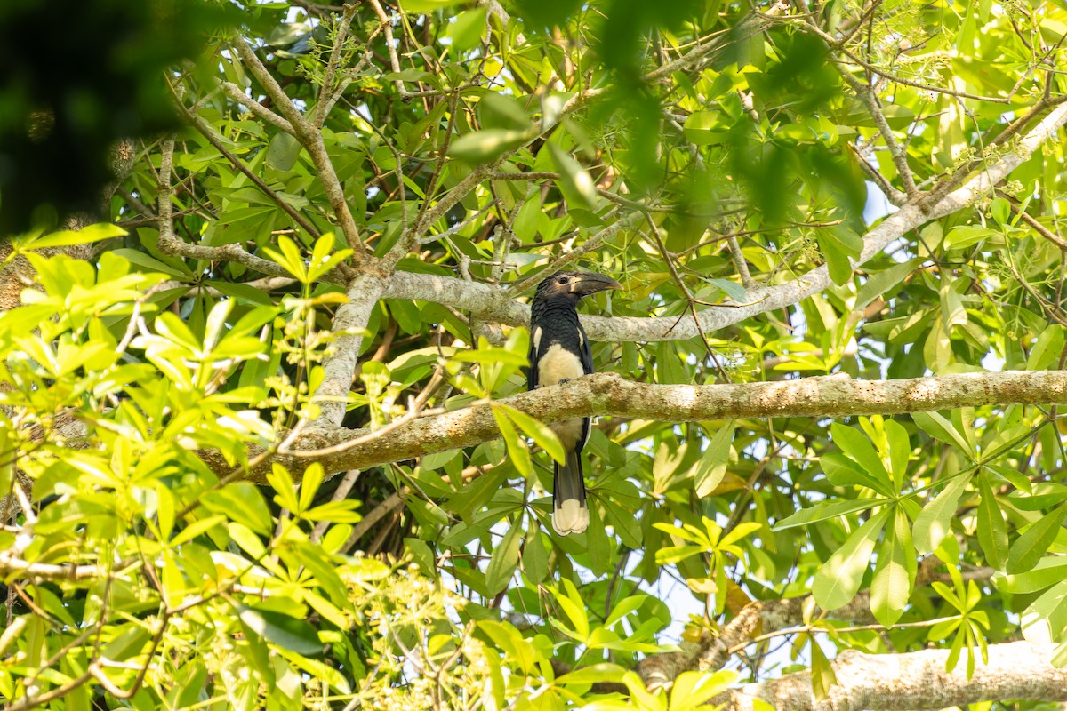 Piping Hornbill - Anonymous