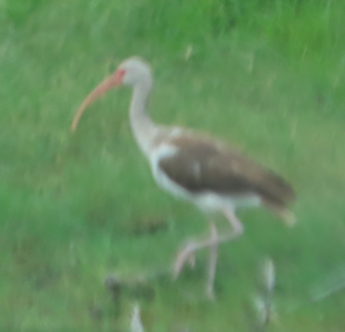 White Ibis - Maia Ginsburg