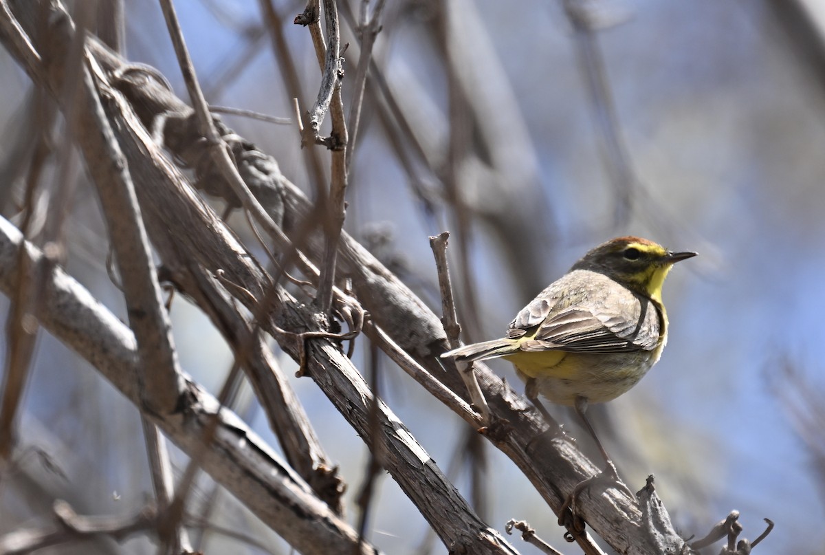 Palm Warbler - france dallaire