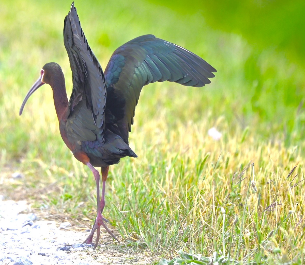 ibis hnědý - ML618206633