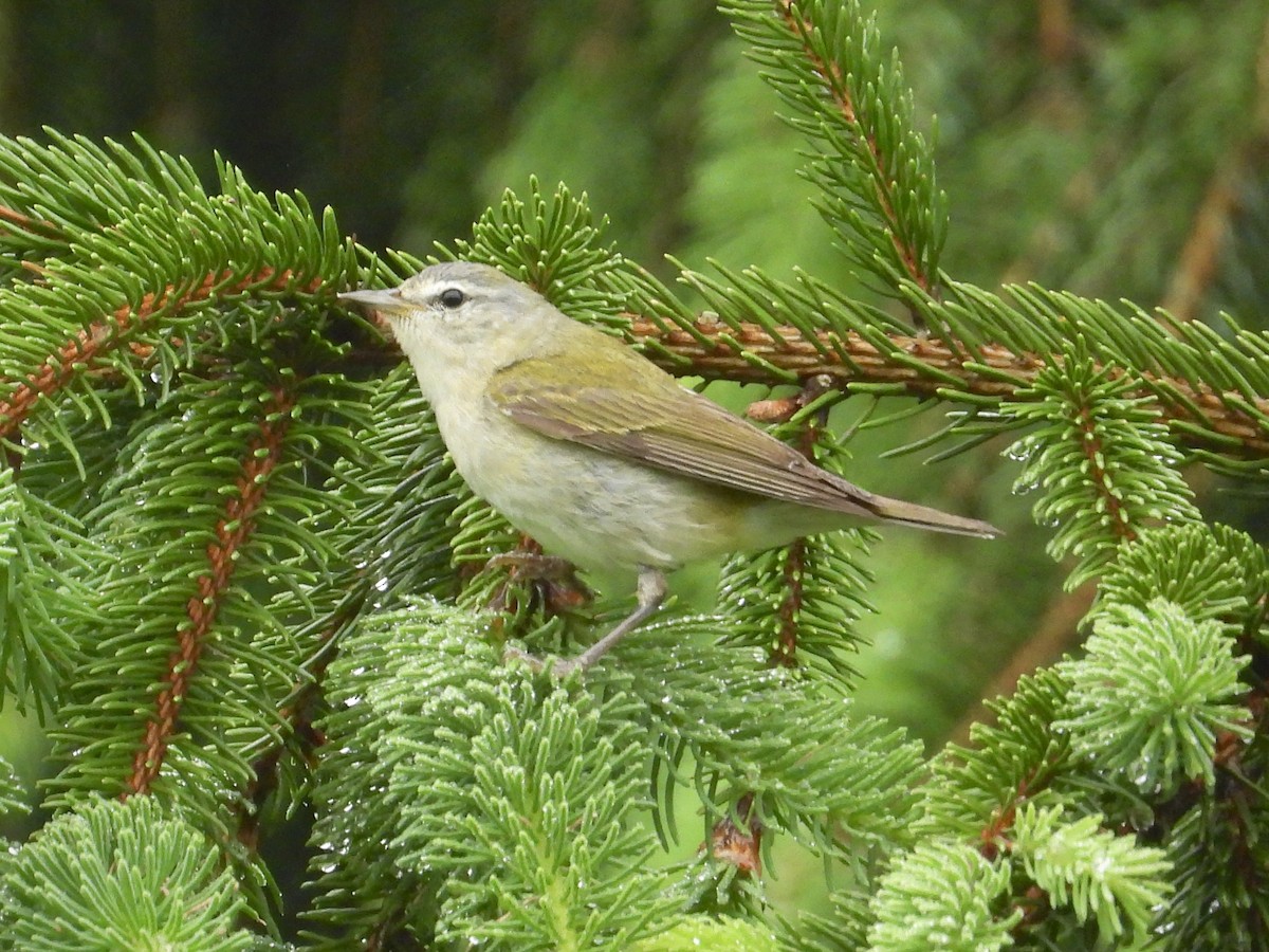 Tennessee Warbler - Justin DuPont