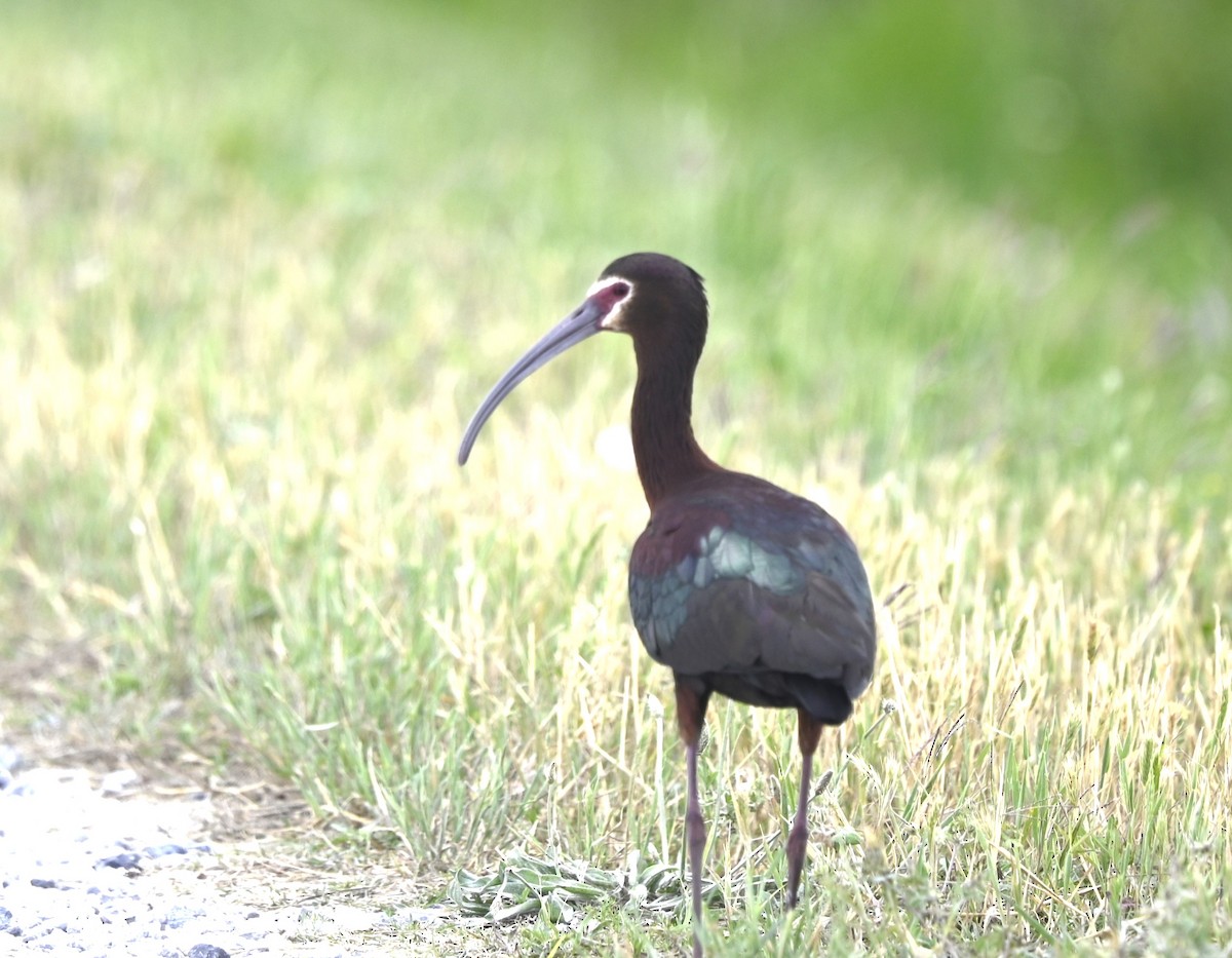 ibis hnědý - ML618206639