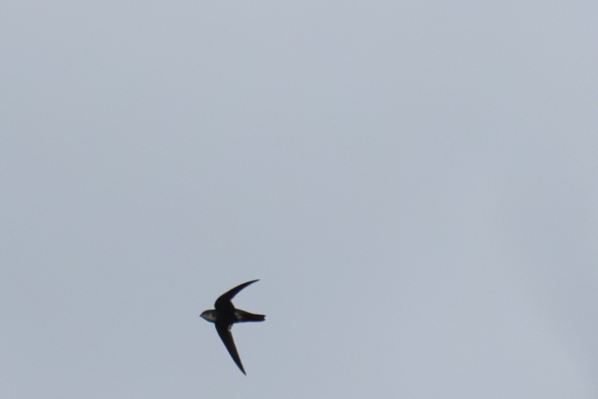 White-tipped Swift - ML618206651