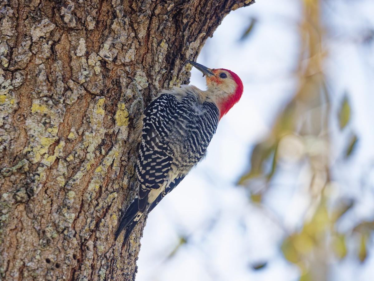 Red-bellied Woodpecker - Angus Wilson