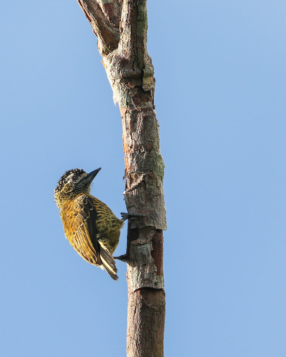 Golden-spangled Piculet - Per Smith