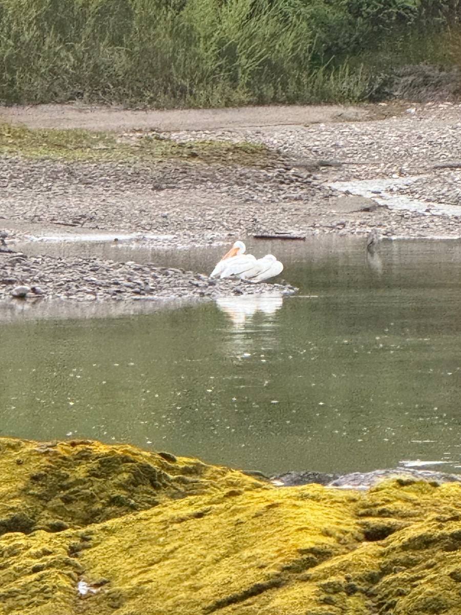 American White Pelican - ML618206672