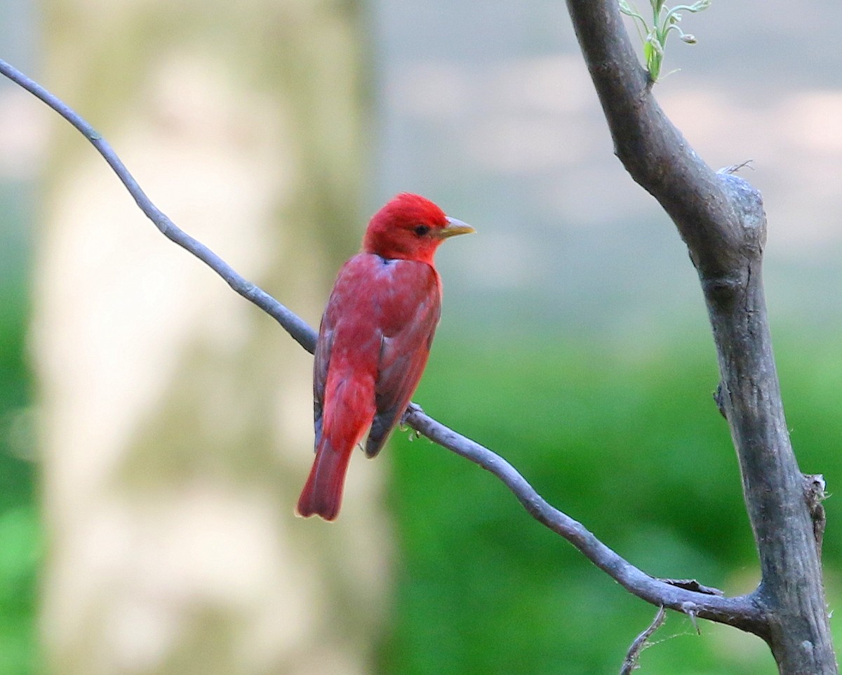 Summer Tanager - Pierre Howard