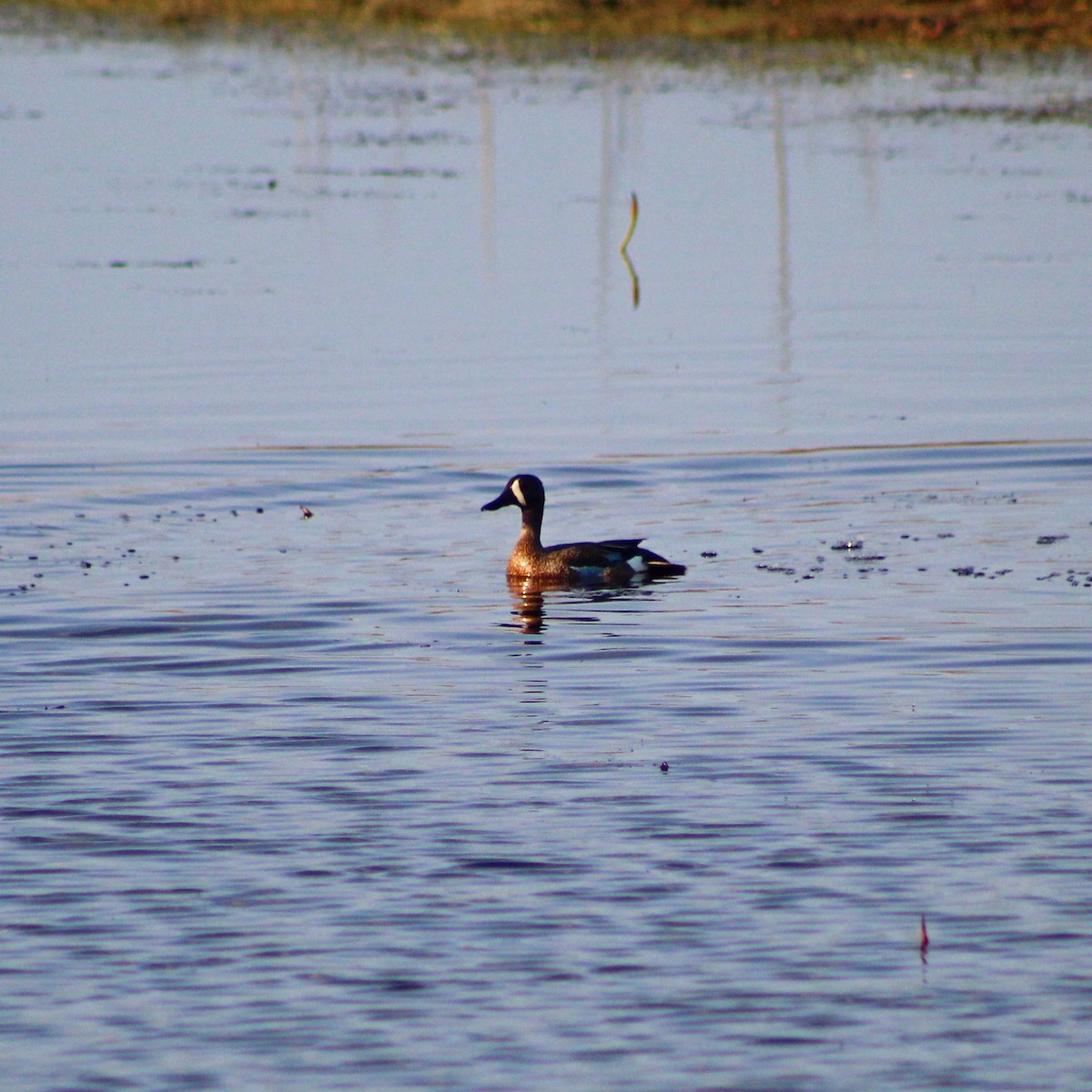 Blue-winged Teal - ML618206723