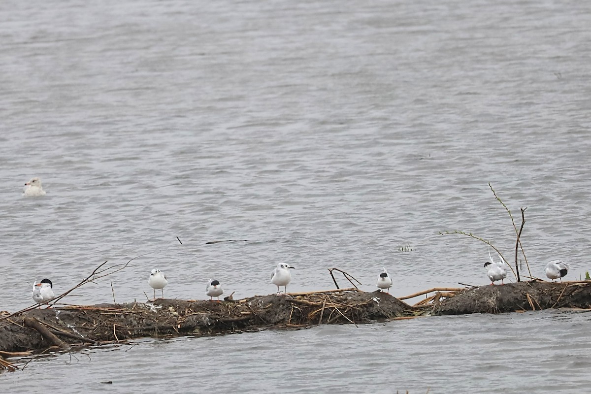 Bonaparte's Gull - Nolan Kerr