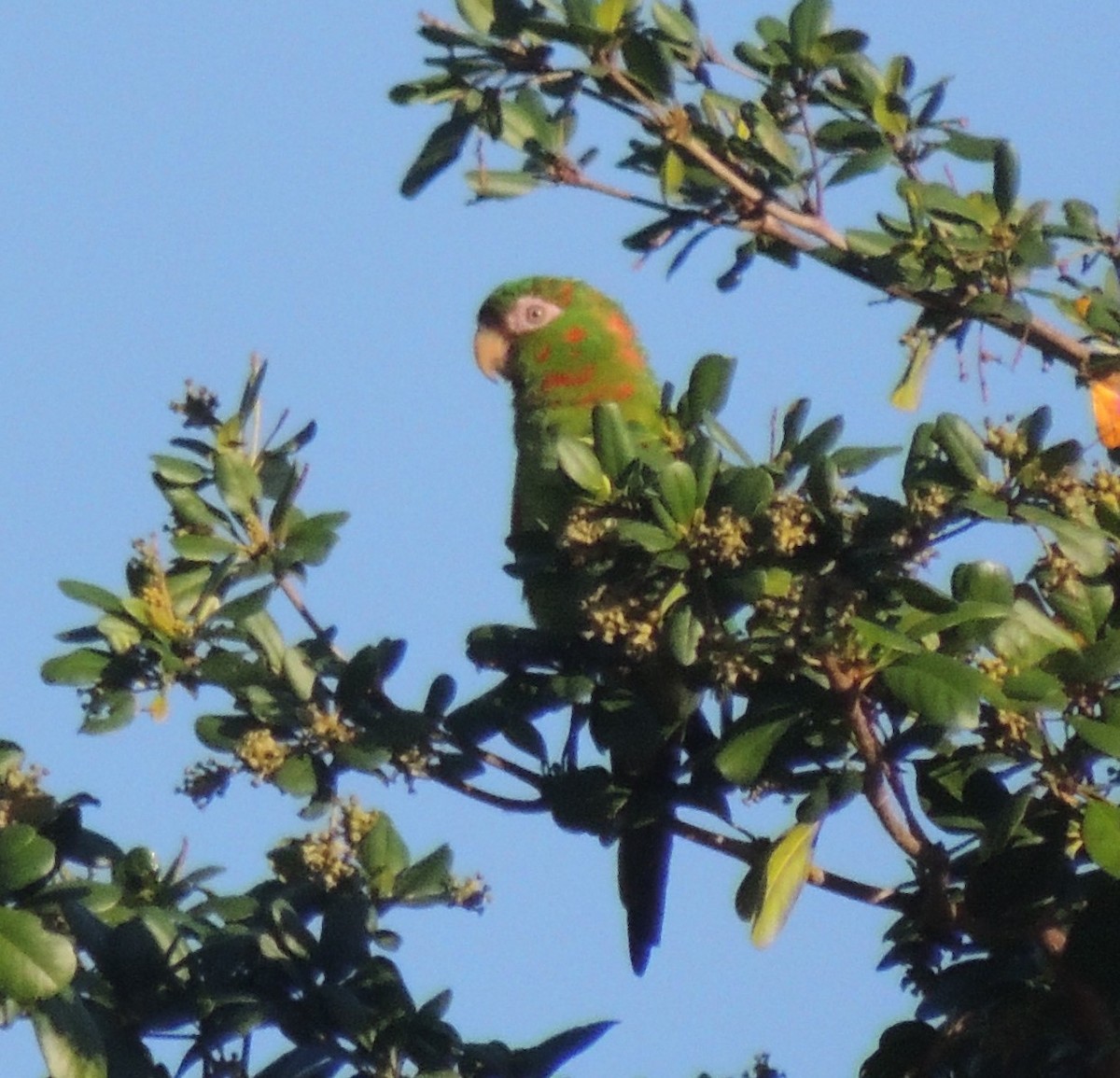 Cuban Parakeet - Peter Bono