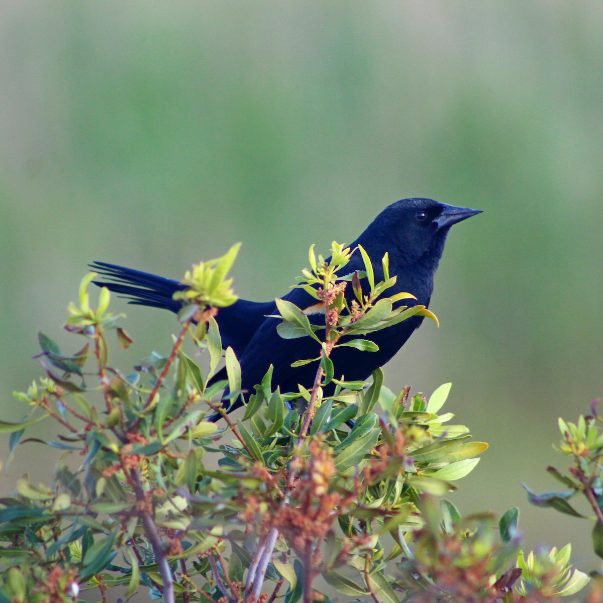 Red-winged Blackbird - ML618206770