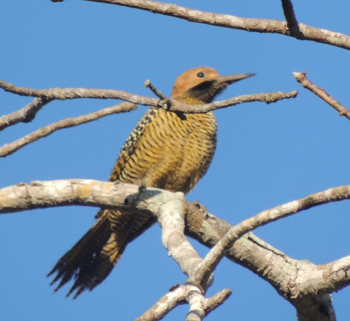 Fernandina's Flicker - Peter Bono