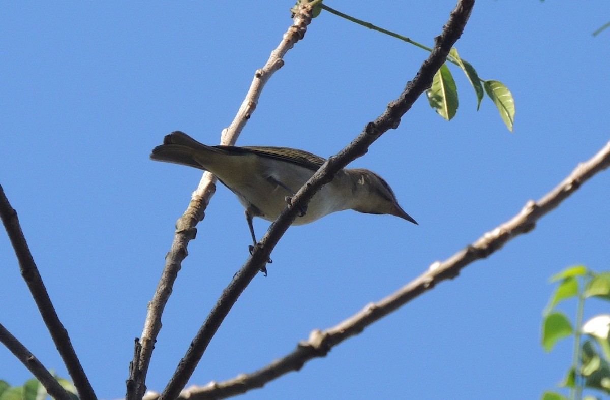 Black-whiskered Vireo - ML618206805