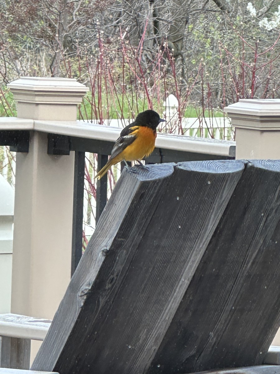 Oriole de Baltimore - ML618206809